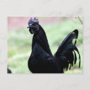 Search for black feathers postcards Poultry