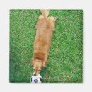 Search for four animals magnets High angle view