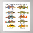 Search for freshwater fishing posters Bass