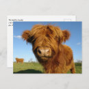 Search for scottish highland cow postcards Farm