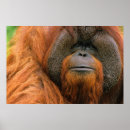 Search for borneo posters Pongo pygmaeus