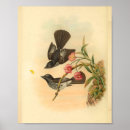 Search for black and white antique bird posters Vintage