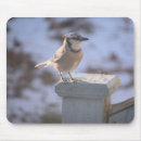 Search for blue jays electronics Avian