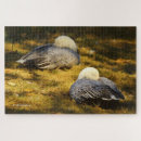 Search for geese puzzles Waterfowl