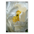 Search for tree peony Floral