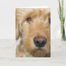 Search for mixed breed dog cards Cute