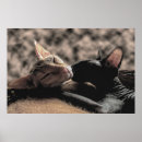 Search for hairless cat posters Kitty
