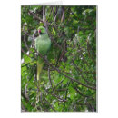 Search for parakeet Tropical