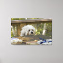 Search for beg art Animal