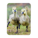 Search for gosling magnets Bird