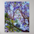 Search for purple tree posters Jacaranda