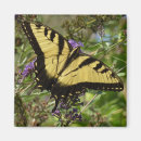 Search for swallowtail butterfly magnets Photography