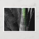 Search for fine art postcards Botanical
