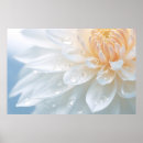 Search for chrysanthemum posters Flower