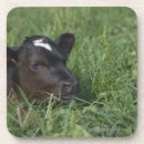 Search for year of the ox Cow