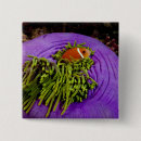 Search for anemones badges Clownfish
