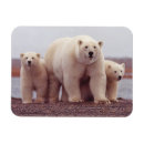 Search for polar magnets Cub