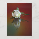 Search for mate postcards Flower