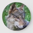 Search for timber wolf Canine