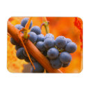 Search for napa magnets Usa