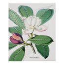 Search for lilac flower posters Green leaves