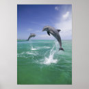 Search for bottlenose dolphin art Wildlife
