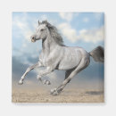 Search for galloping magnets Blue