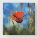 Search for mohn Blume