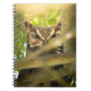 Search for owl eye Great horned owl