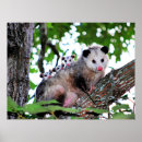 Search for possum posters Animals
