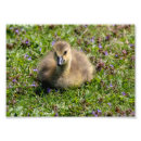 Search for goslings Fluffy