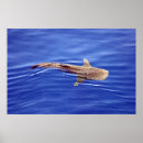 Search for whale shark posters Life