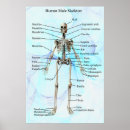 Search for anatomy chart posters Male