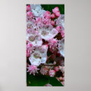 Search for laurel posters Flowers