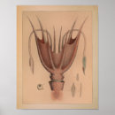 Search for vintage sea life posters Ocean