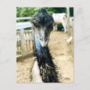Search for emu postcards Bird