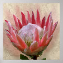 Search for protea posters Pink