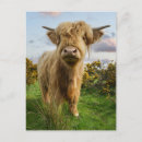 Search for hirsute postcards Farm