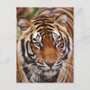Search for tiger eyes postcards Feline