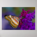 Search for tropical butterfly posters Darrell gulin