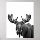 Search for moose posters Portrait