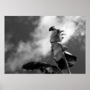 Search for black and white tree posters Leaves