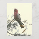Search for galahs postcards Animals