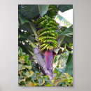Search for banana tree posters Xmas