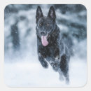 Search for covering stickers Animal