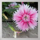 Search for charities posters Flower