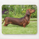 Search for beach walk mousepads Dog