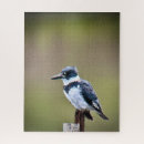 Search for kingfisher puzzles Birds