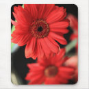 Search for gerber electronics Daisies