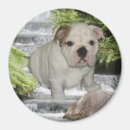Search for bulldog magnets Dogs